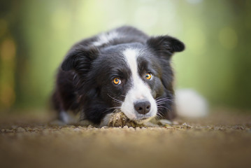 Border collie portrait