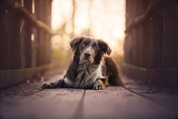 Border collie portrait