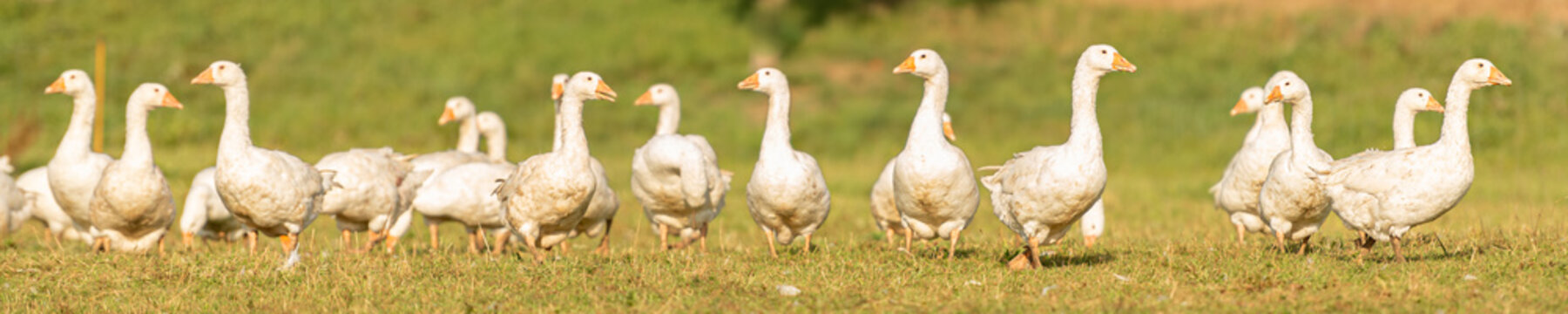 Many white fattening geese on a meadow