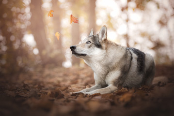 Wolfdog in natural environment with magical light and falling leaves