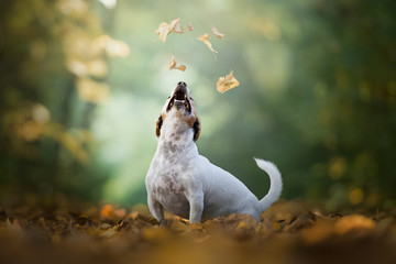 Jack russel terrier playing with falling leaves