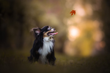 Chiuhuahua dog looking at a falling leaf