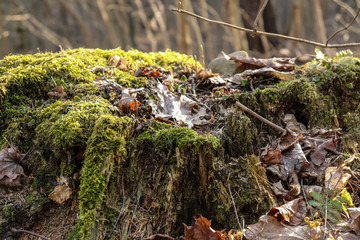 Naklejka na ściany i meble Last year's leaves on the old moss-covered stump.