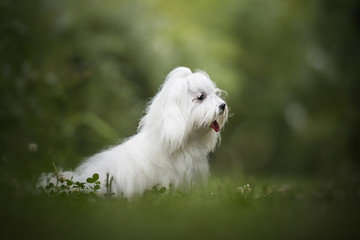 Maltese dog in natural environment with green grass