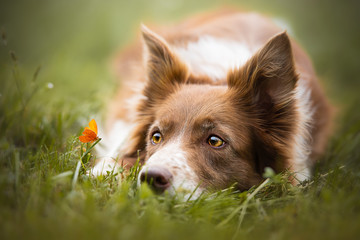 Border collie in a natural environment looking at a butterfly - obrazy, fototapety, plakaty