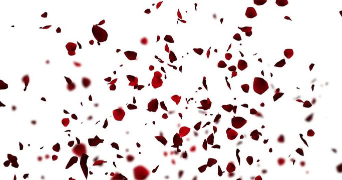 animation red rose petals flying with explosion from bottom on white background, love and valentine day relationship concept