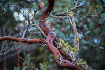 tree branch