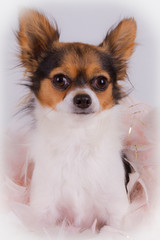 dog on white background