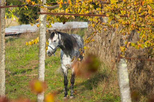 Cavalo