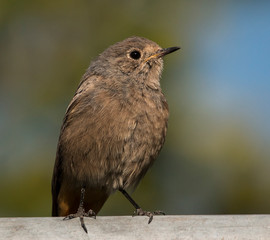  black redstart (Phoenicurus ochruros)