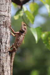 Lizard
