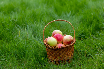 Fototapeta na wymiar Harvesting in the fall. Basket with apples on a green background