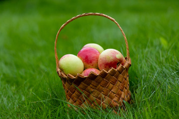 Harvesting in the fall. Basket with apples on a green background