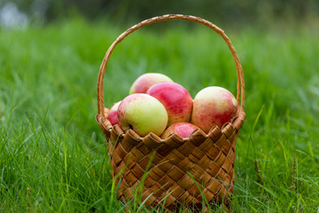 Harvesting in the fall. Basket with apples on a green background