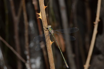 dragonfly on branch