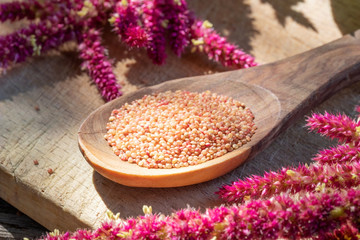 Amaranthus caudatus seeds and fresh amaranth flowers