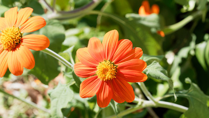 (Gerbera) Grande fleur de Gerbéra rouge orangé