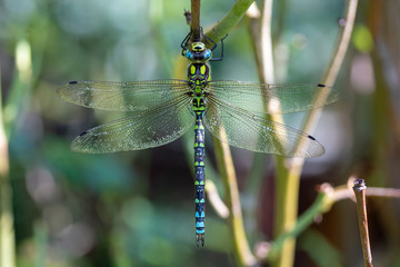 Southern hawker, or Aeshna cyanea dragonfly
