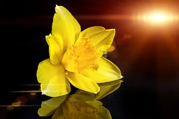 Rolgordijnen Yellow daffodil isolated on the black © ilietus