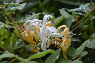 Hybrid white and beige flower