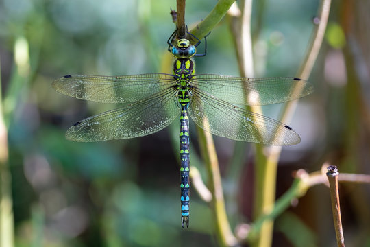 Southern Hawker, Or Aeshna Cyanea Dragonfly