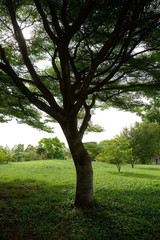 Fototapeta na wymiar big tree in the park