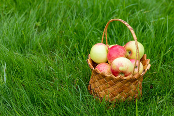 Harvesting in the fall. Basket with apples on a green background
