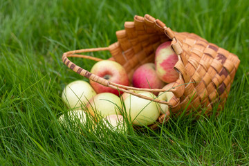 Harvesting in the fall. Basket with apples on a green background