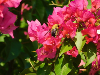 A yellow carpenter bee or xylocopa, on pink bougainvillea flowers