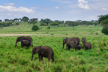 Obraz premium Wet elephants under small rain in Tarangire national park of Tanzania