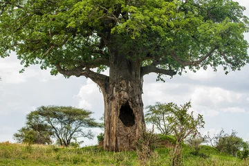 Foto auf Acrylglas Baobab tree with big hollow in a trunk © ilyaska