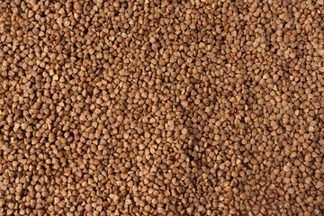 Buckwheat. Buckwheat drawing. Buckwheat background.