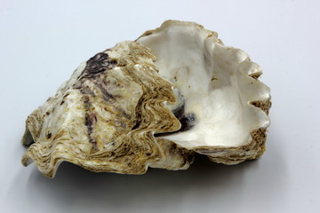 Oyster Shell