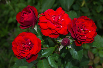 Beautiful blooming red roses in the garden. Bright daylight. Closeup of roses. Soft selective focus.