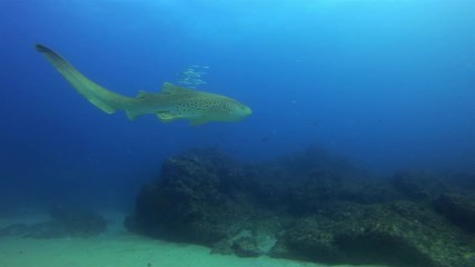 Graceful Zebra Shark Or Leopard Shark Swimming With Fish School. Beautiful Carpet Shark Underwater In Calm Blue Sea Water & Peaceful Coral Reef & Sunlit Sea. Pelagic Bottom Dwelling Shark Marine Life