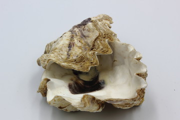 Oyster Shell