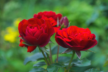 Beautiful blooming red roses in the garden. Bright daylight. Closeup of roses. Soft selective focus.