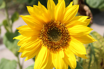 Sunflower in the garden
