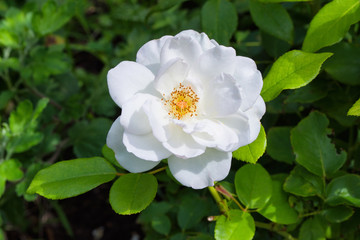Beautiful blooming white rose in the garden. Bright daylight. Closeup of rose. Soft selective focus.