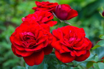 Beautiful blooming red roses in the garden. Bright daylight. Closeup of roses. Soft selective focus.