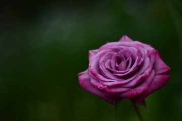 La belleza de la naturaleza