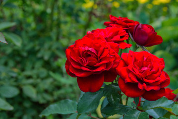 Beautiful blooming red roses in the garden. Bright daylight. Closeup of roses. Soft selective focus.