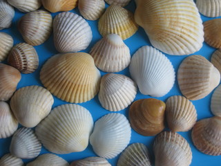 Close up of variety sea shells on blue background