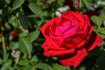 Beautiful blooming red rose in the garden. Bright daylight. Beautiful bokeh. Closeup of rose. Space for text. Soft selective focus.