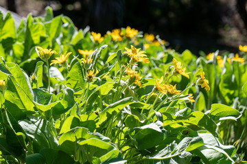 Mule Ears bloom in the Tahoe backcountry in early summer