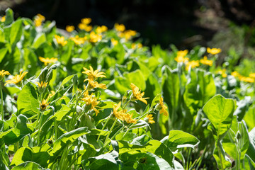 Mule Ears bloom in the Tahoe backcountry in early summer