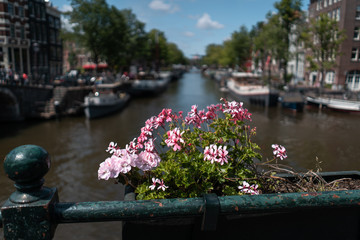 Blumen in Amsterdam 2