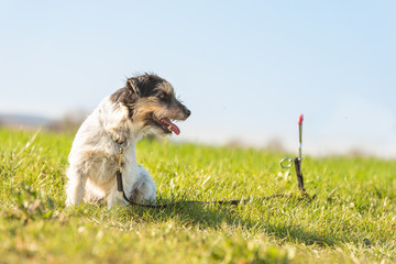 Jack russell Terrier dog is waiting tethered to a earth hook in the meadow