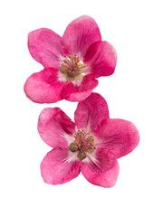 red apple tree flower isolated