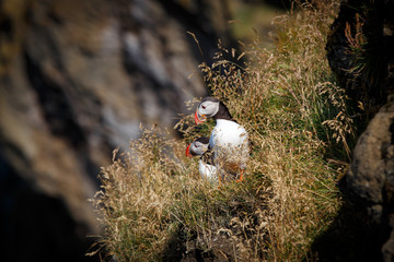 Iceland bird Puffin close up